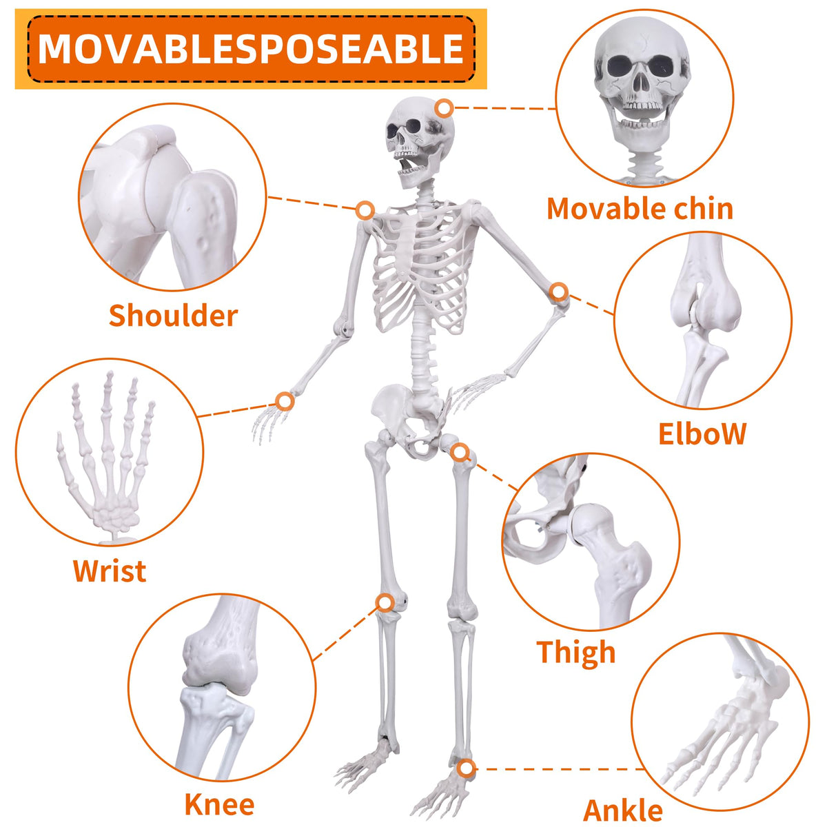 5.4ft Posable Full Body Skeleton D809656