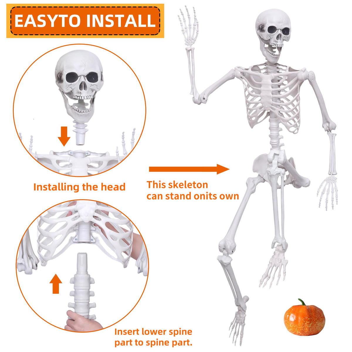 5.4ft Posable Full Body Skeleton D809656